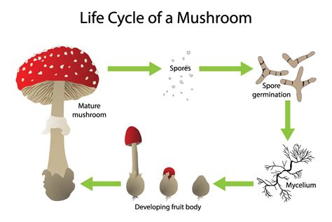 Magic mushroom spored esty